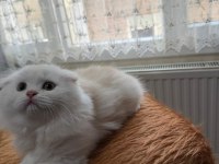 Scottish Fold Longhair Oyuncu Uysal