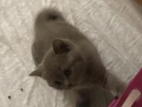 Uyguna Sahiplendirme Kedimiz