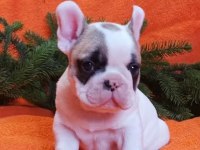 A Kalite Fransız Bulldog Yavrularımız