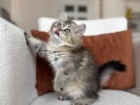 Mükemmel Kalite Golden Ny25 British Longhair