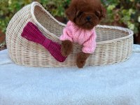 Toy poodle köpeğimiz