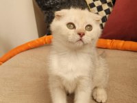 4 aylık erkek scottish fold