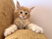 Safkan Black Smoke Blue Smoke Red Solid Maine Coon Bebekler