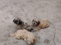 Maltese terrier ve shih-tzu