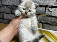 British Shorthair Lynx Point Erkek Kedim
