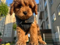 Toy Poodle 65 Günlük