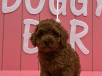 Tüy Yumakları Köpeklerimiz Yeni Mutlu Ailesini Arıyor