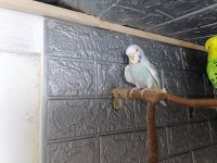 Yerli Muhabbet Kuşlarım