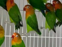 Sevda Cennet Papağanı Yavrular