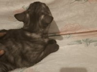 Evimde İki Tane Kedim Var Kediler Anlaşamadığından Dolayı Sahiplendirmek İstiyorum