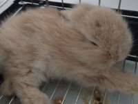 Yavru Hollanda Cüce Tavşanı