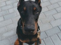 Sağlık ve ırk garantili doberman mermi