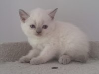 Güzeller Güzeli Yavru Kediler