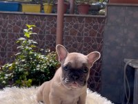 Egzotik French Bulldog Yavrularım Harika Renkler Ve Anatomiler