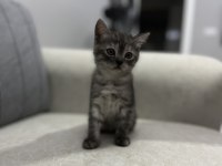 British Shorthair Yavruları