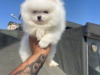 Safkan Irk Ve Sağlık Garantili Pomeranian Boo