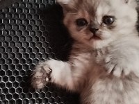 Mama Karşılığı Verilecek British Kediler