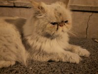 Sokağa terk edilmiş evcil iran kedisi