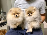 Pomeranian Boo Yavruları