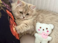 A kalite british longhair arayanlara