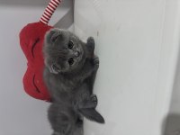 Dişi Scottish Fold Kedimiz