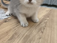 Silver British Longhair