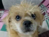 Ben lusy 5 aylık bebek köpeğim