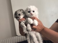 Scottish fold yavru kedilerimiz