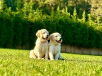 %100 Safkan Golden Retriever Yavruları