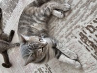 Bu British Shorthair Melezi Olan Güzelliği Kim Sahiplenmek İster?