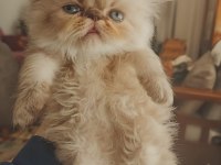 Ev Sıcaklığında Safkan Himalayan Persian Yavrular