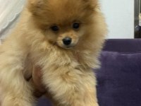 3.5 aylık tuvalet eğitimli ilk aşıları yapılmış dişi pomeranian