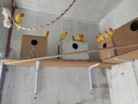 Lutino Sevda Papağanları