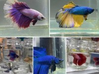 Grand A Kalite Renk Renk Betta Balıklar Adana