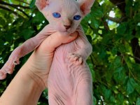 Sfenks Pink And Blue Yavrular