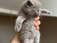 Safkan British Shorthair Gri Yavrular