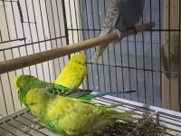 Eşe Hazır Show Jumbo Muhabbet Kuşu