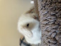 Beyaz Hollanda Lop Tavşanı