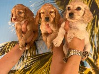 Irk ve sağlık garantili cocker bebekler hazır