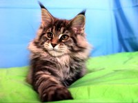 İlloai Ve Arthur Eşleşmesi En İri Şecereli Safkan Maine Coon