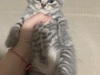 Balıkesir'de 3 Aylık Yavru Kediler