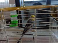 Sevecen Dişi Muhabbet Kuşu