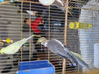 3 Aylık Sultan Papağanları