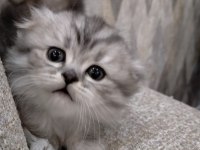 2 Adet Scottish Fold Dişi Yavrumuz