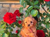 Üst Kalite Maltipoo Yavrularımız