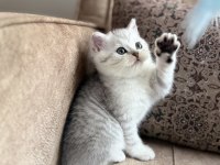 Wcf Kayıtlı Full Şecereli British Shorthair Elit Soy Hattı