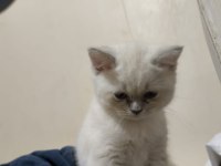 British Shorthair Blue Point 2 Aylık