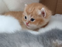 British Longhair Ve Shorthair Yavrular