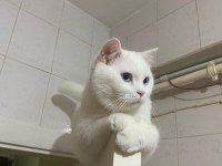 Uysal Kedimi Ücretsiz Sahiplendiriyorum