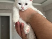 Sahiplendirilmek Üzere Muhteşem Yavru Kediler